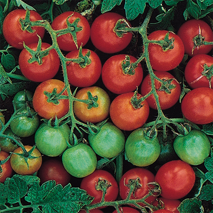 Tommy Toe Tomato, Cherry/Grape Tomato Seeds Totally Tomatoes