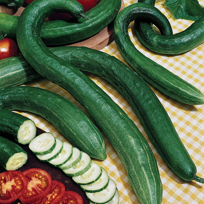 Early Spring Burpless Hybrid Cucumber, Cucumber Seeds Totally Tomatoes