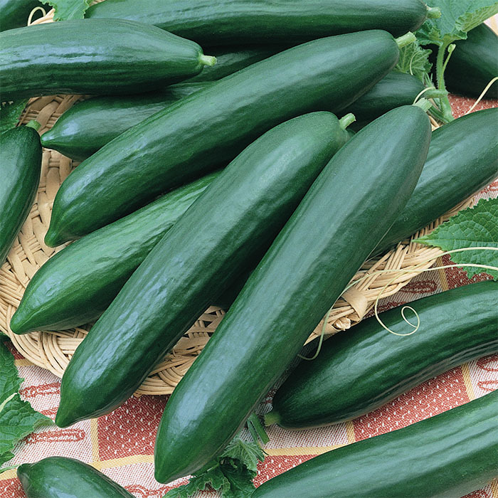 Tendergreen Burpless Cucumber, Cucumber Seeds Totally Tomatoes