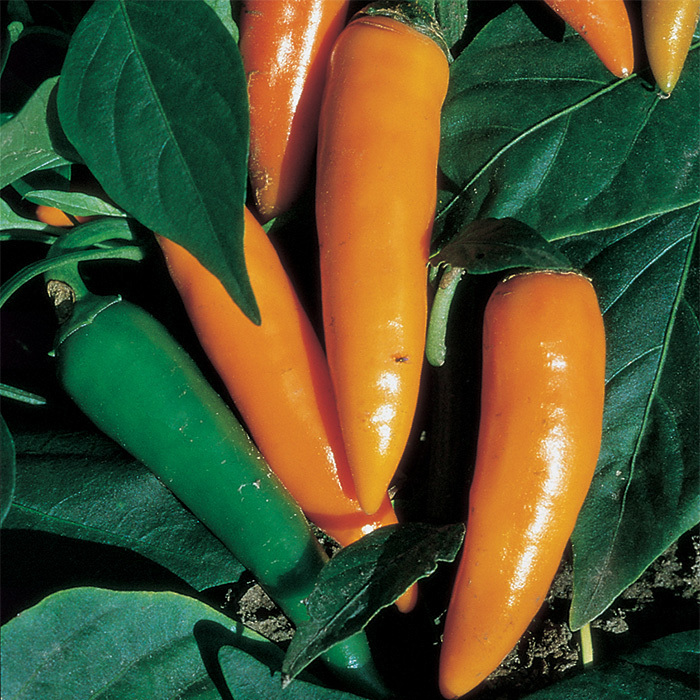 Bulgarian Carrot Pepper, Hot Pepper Seeds Totally Tomatoes