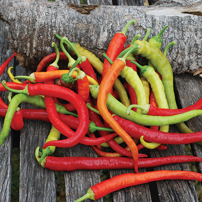 Corbaci Pepper, Sweet Non-Bell Pepper Plants: Totally Tomatoes
