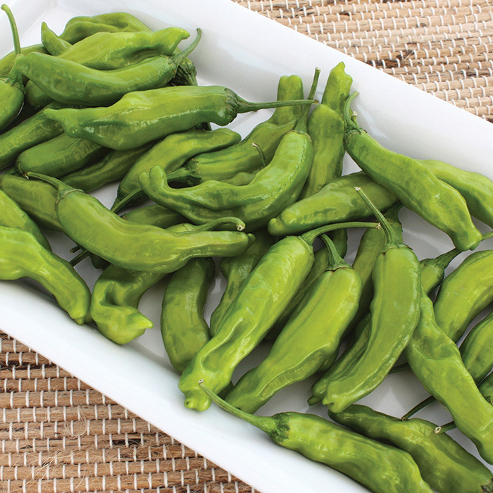 Takara Hybrid Shishito Pepper, Hot Pepper Plants Totally Tomatoes