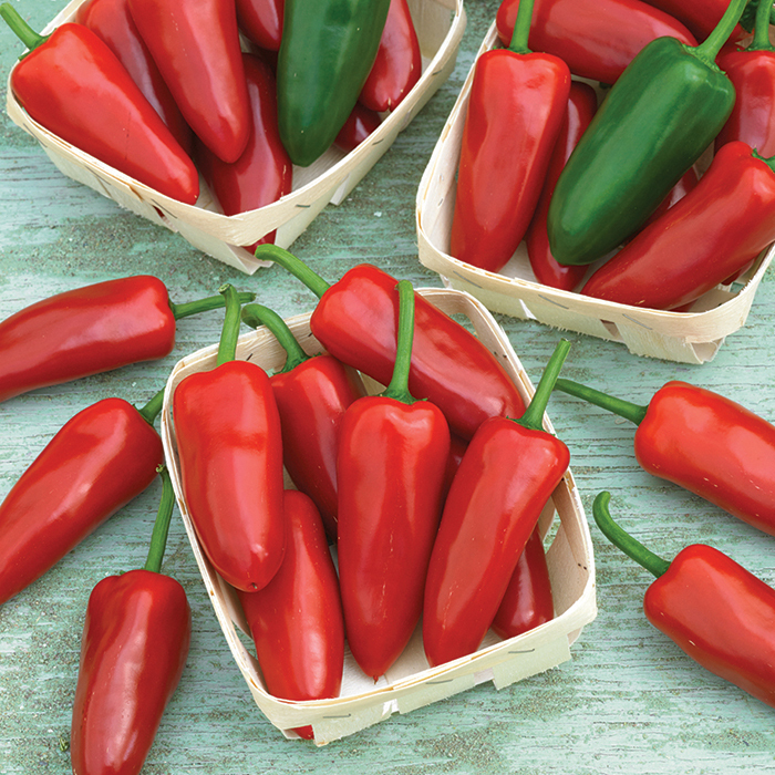 Hernandez Hybrid Fresno Pepper, Hot Totally Tomatoes