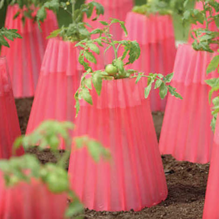 Kozy Coat, Totally Tomatoes