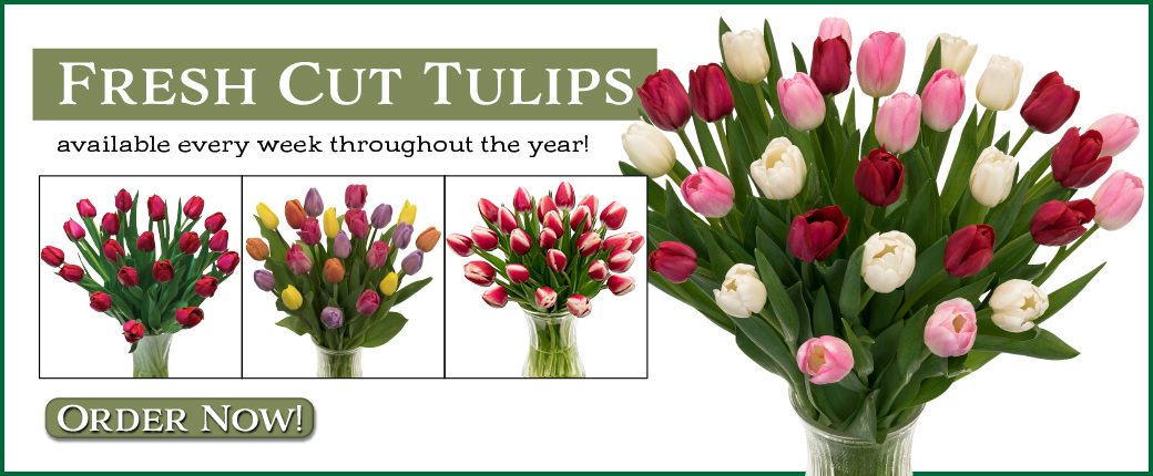 Fresh cut tulips!