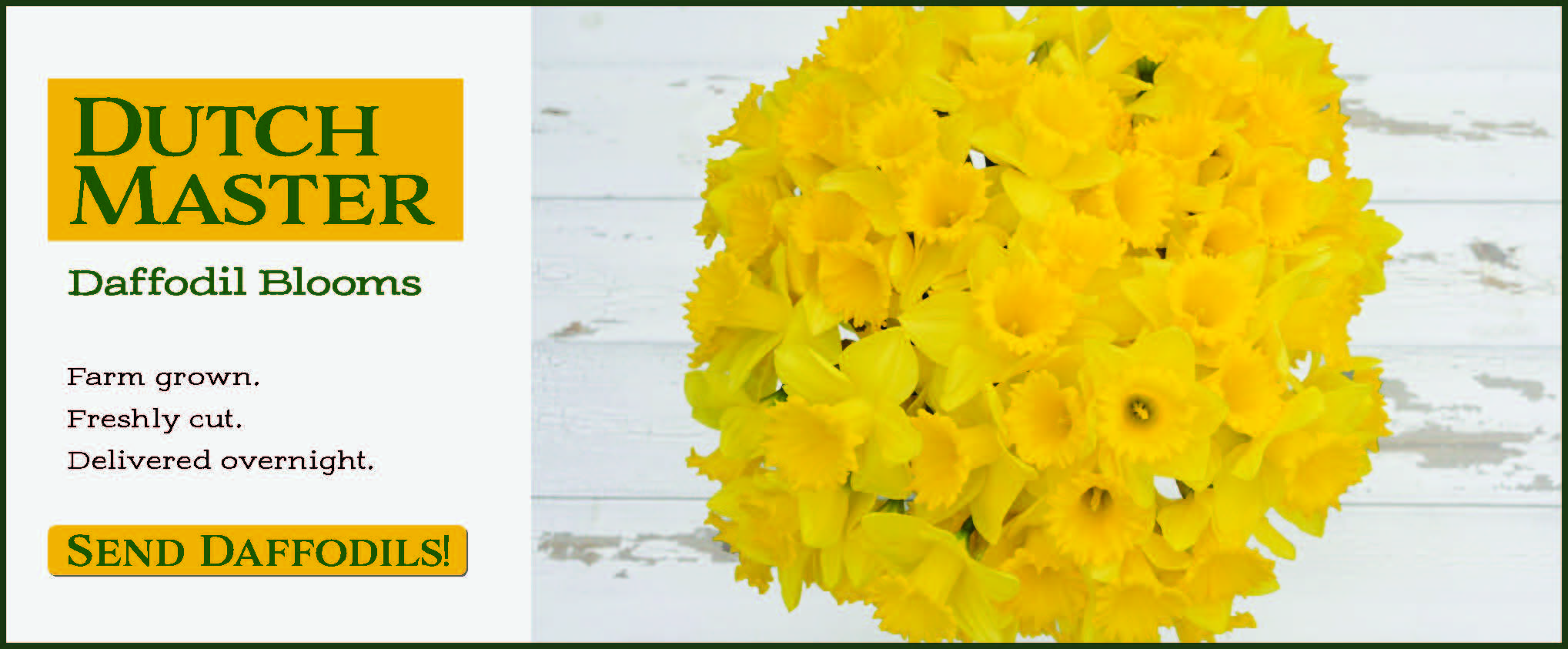 Fresh Cut Flowers & Spring Flowering Bulbs