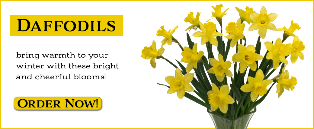 Fresh cut daffodils from our greenhouse!