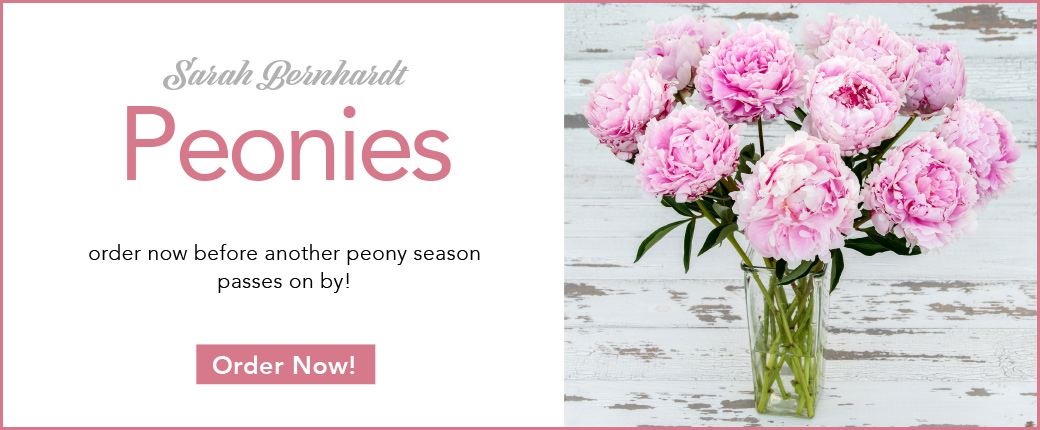 fresh cut Sarah Bernhardt peonies!