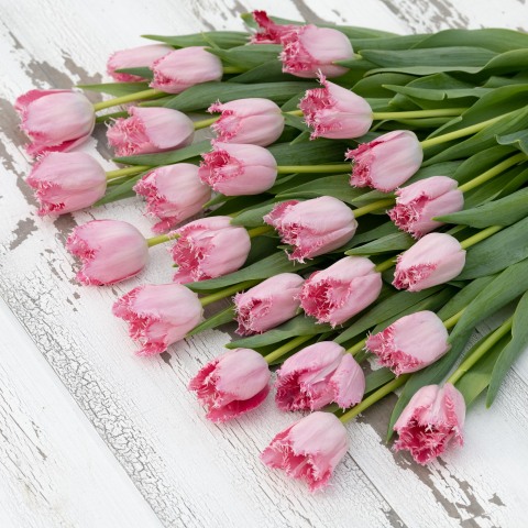 Fringed Tulips - Grower's Choice
