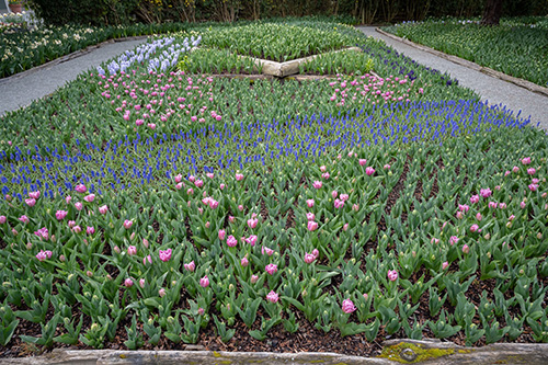 Beginning to bloom