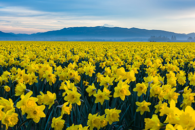 Tulip Tidbits Feature image