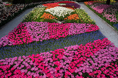 Full bloom