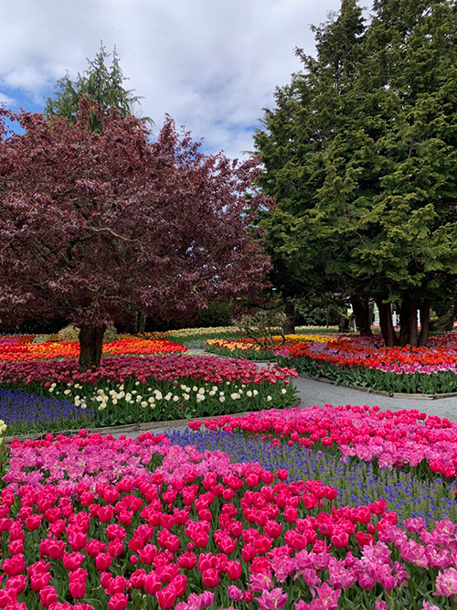 Tulip Tidbits Feature image