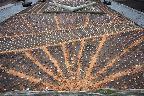 Garden layout