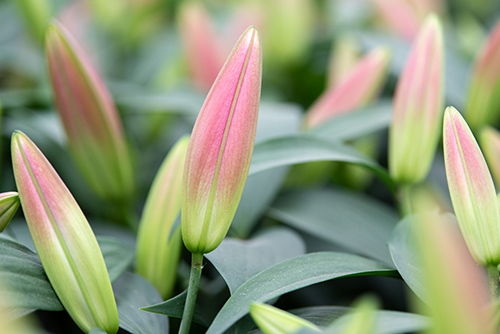 Tulip Tidbits Feature image