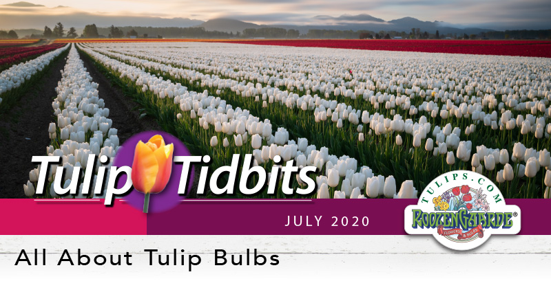 Tulips Tidbits July 2020 - All About Tulip Bulbs