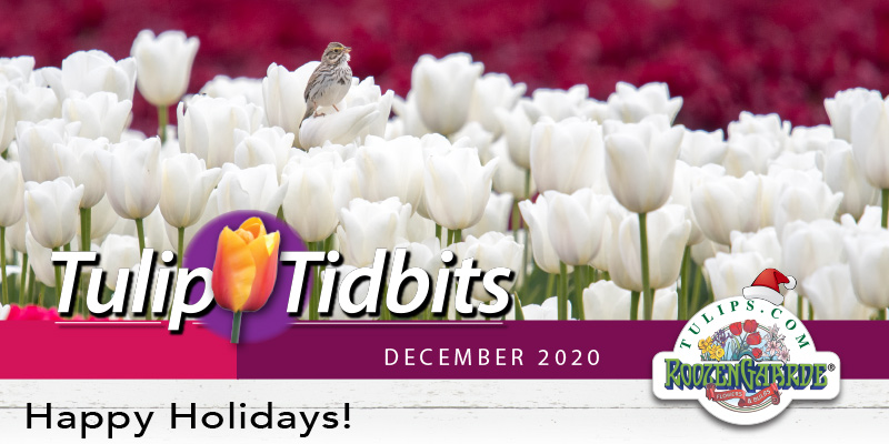 Happy Holidays!
