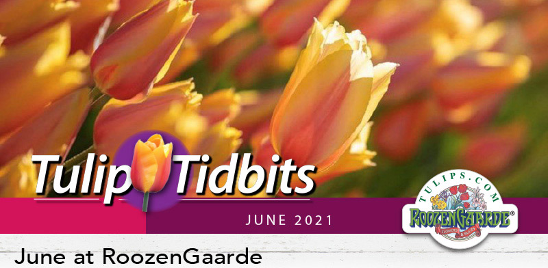 June at Roozengaarde
