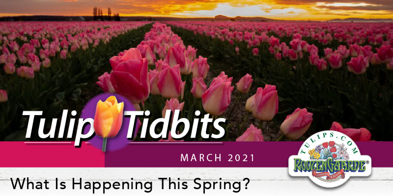 What Is Happening This Spring?
