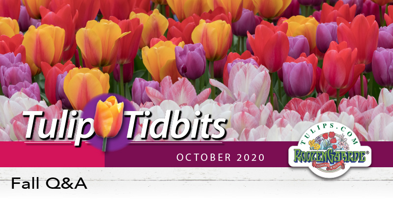 Tulips Tidbits October 2020 - Fall Q&A