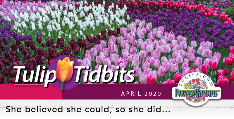 Tulips Tidbits April 2020 - She believed she could, so she did...