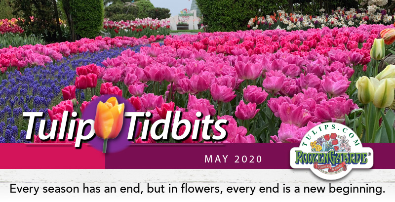Tulips Tidbits May 2020 - Every season has an end, but in flowers, every end is a new beginning