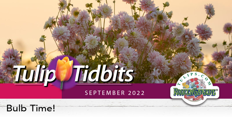 September 2022 - Bulb Time!