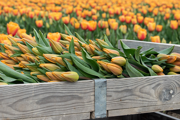 Tulip Tidbits Feature image