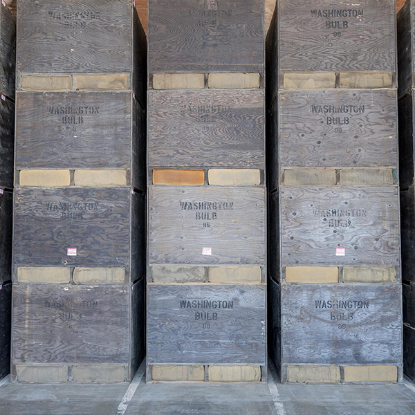 Tulip Tidbits Feature image