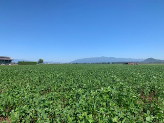 Cover Crops