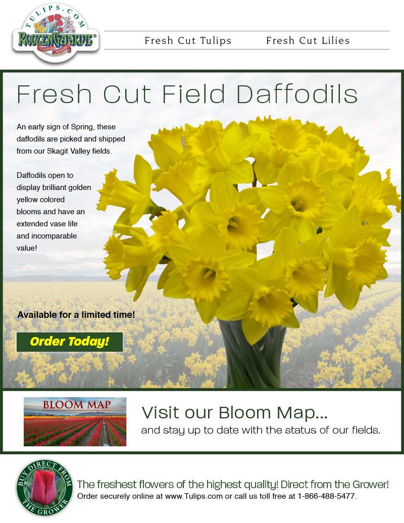 Fresh Cut Field Daffodils