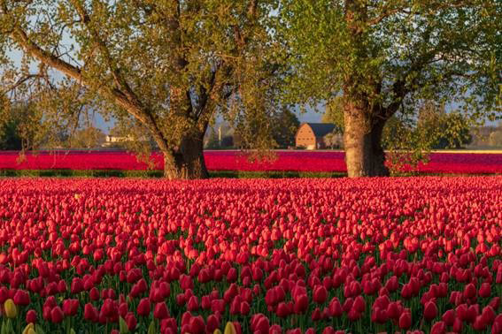 Tulip Tidbits Feature image