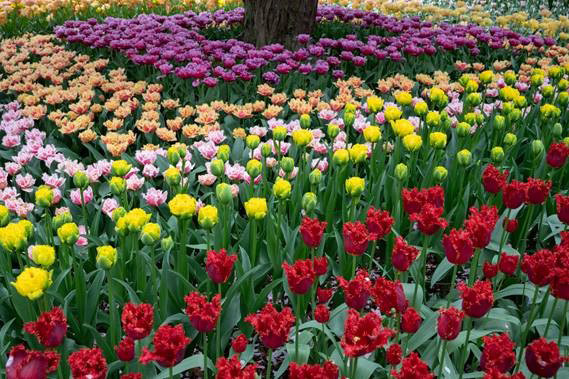 Tulip Tidbits Feature image