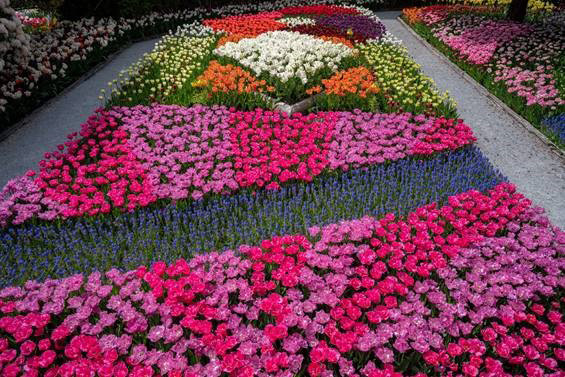 Tulip Tidbits Feature image