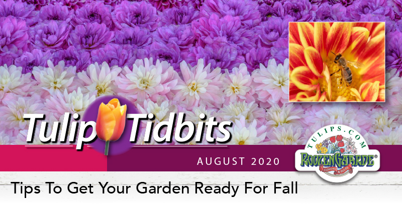 Tulips Tidbits August 2020 - Tips To Get Your Garden Ready For Fall