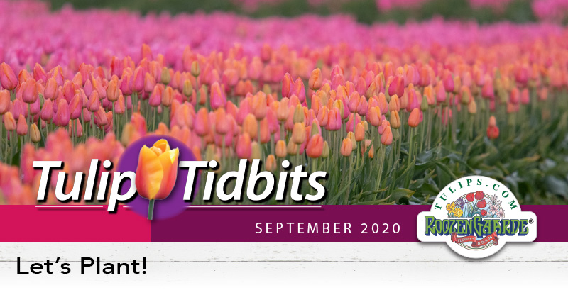 Tulips Tidbits September 2020 - Let's Plant!