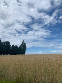Cover Crops