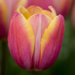 macaron-single-late-tulip