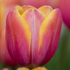 macaron-tulip-bloom