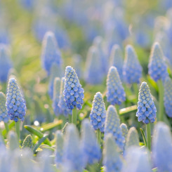 Muscari Azure