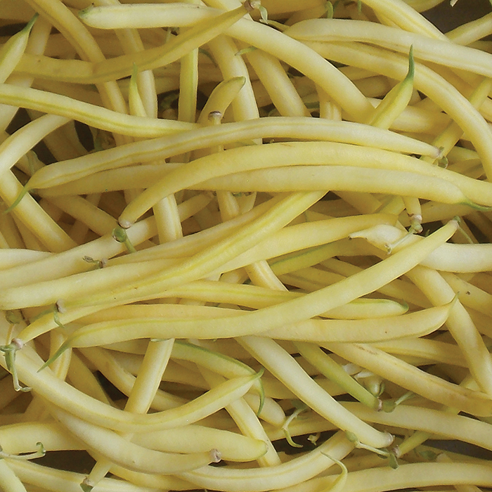 Borsalino French Filet Bush Bean, Yellow Bush Vermont Bean Seed Company