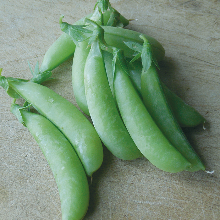 Sugar Ann Snap Pea, Snap Peas Vermont Bean Seed Company