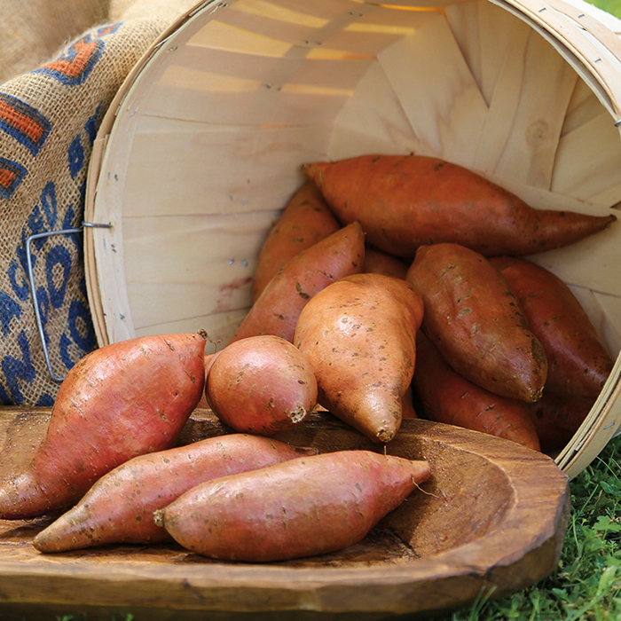 Vardaman Sweet Potato, Sweet Potatoes Vermont Bean Seed Company