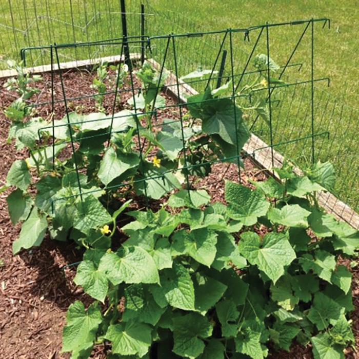 A-Frame Trellis, Gardening Aides: Vermont Bean Seed Company