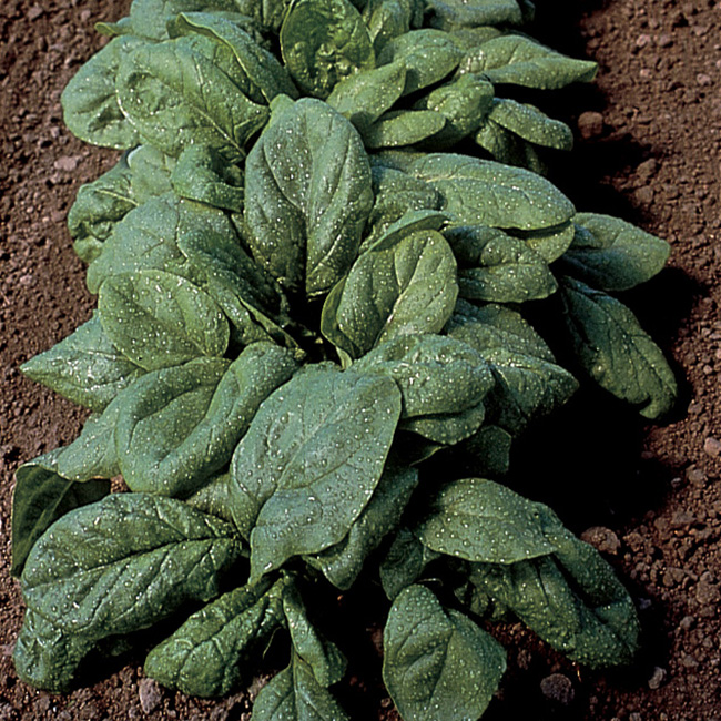 Olympia Hybrid Spinach, Seed Sale Vermont Bean Seed Company
