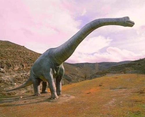 ImagenCasa Flor de lis 1