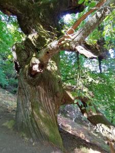 ImagenAmbroz y Plata 6