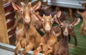 ImagenHotel Rural Yeguada Albeitar 6