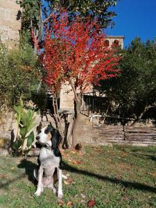 ImagenLa Sala de Camós 3