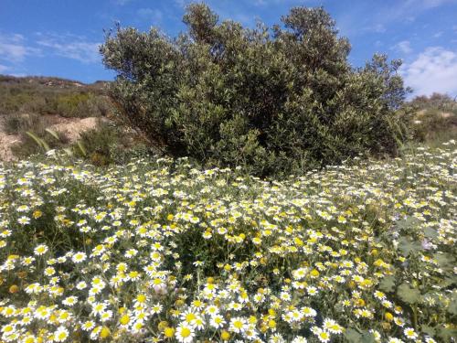 ImagenLos Trulls d´Auligué 2